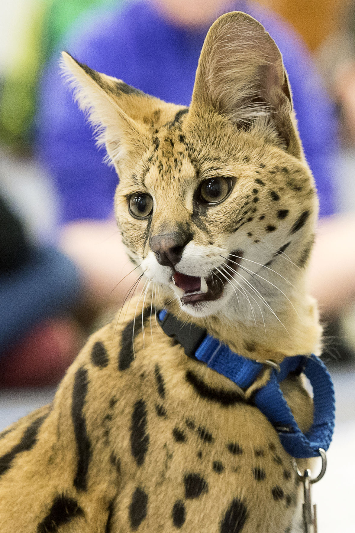 African serval cat
